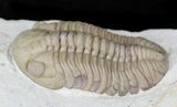 Beautiful Lochovella (Reedops) Trilobite - Oklahoma #23858-2